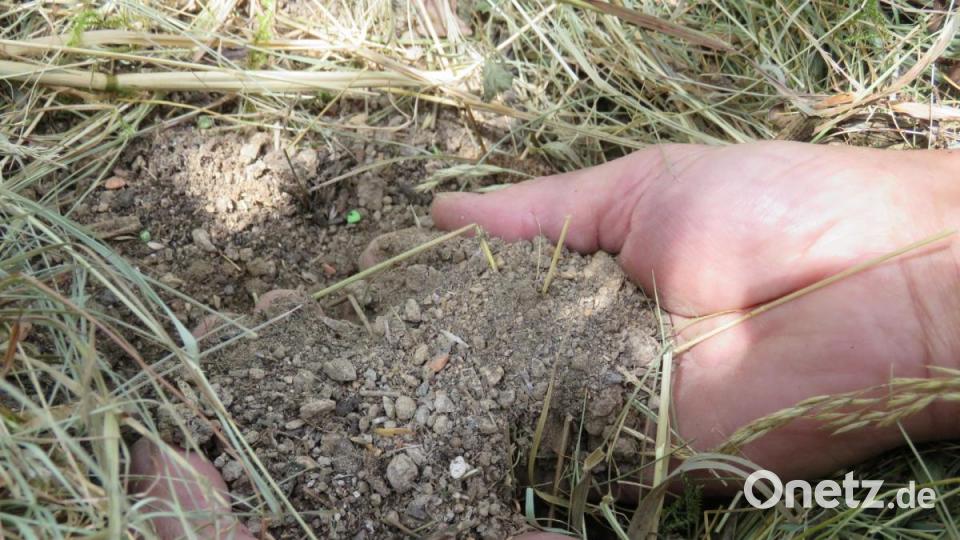 Die mit Terra Preta gut gedüngte Erde mischt Erwin Strama in die Erde des Treibhauses, in die Beete und überall dort hinein, wo es nötig ist im Garten. Bild: Ulla Britta Baumer