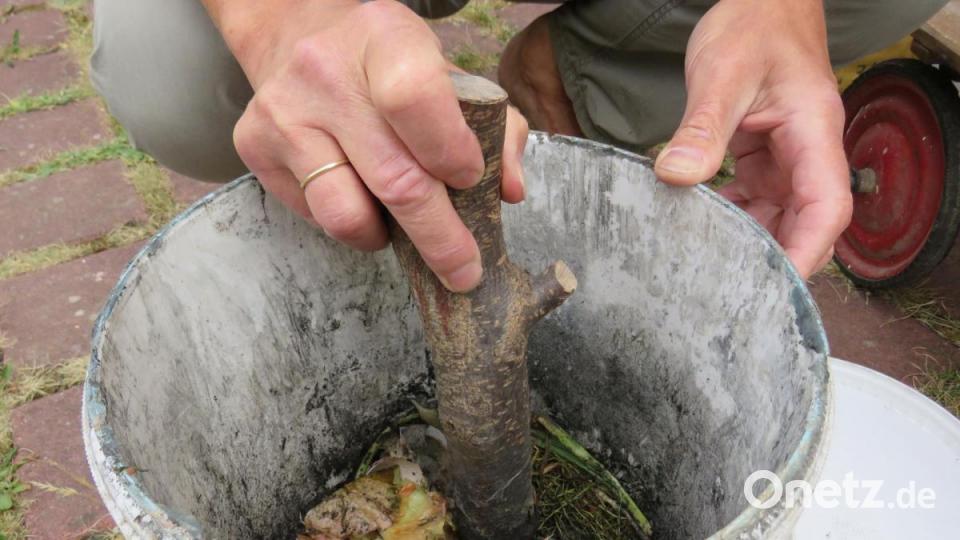 Zuerst muss der Kompost zerkleinert werden. Bild: Ulla Britta Baumer