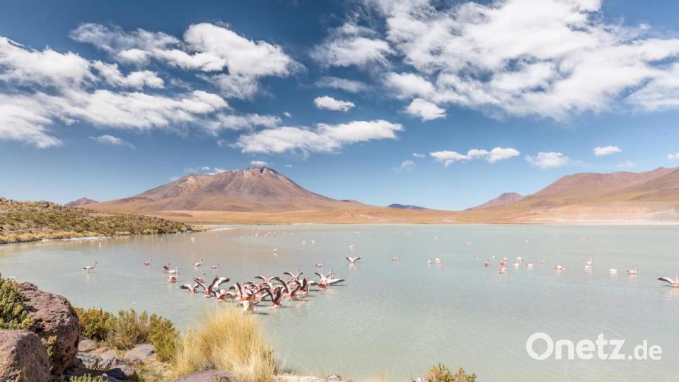 Die Laguna Hedionda mit Falmingos. Bild: Philipp Jander
