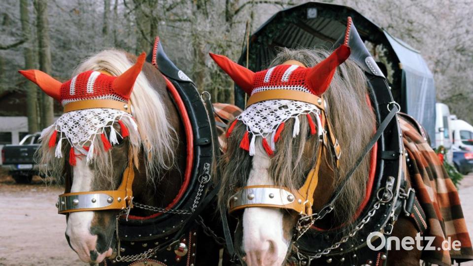 Zwei Kaltblut-Hengste, die sonst als Holzrücker arbeiten, ziehen die Kutsche durch den Amberger Stadtwald. Bild: gf