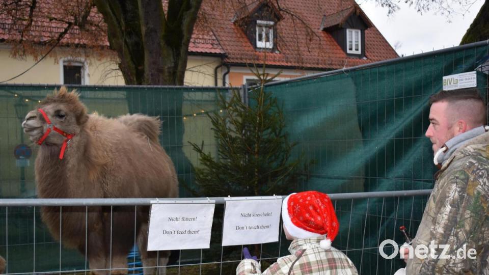 Kamele schauten auch vorbei. Bild: rgr