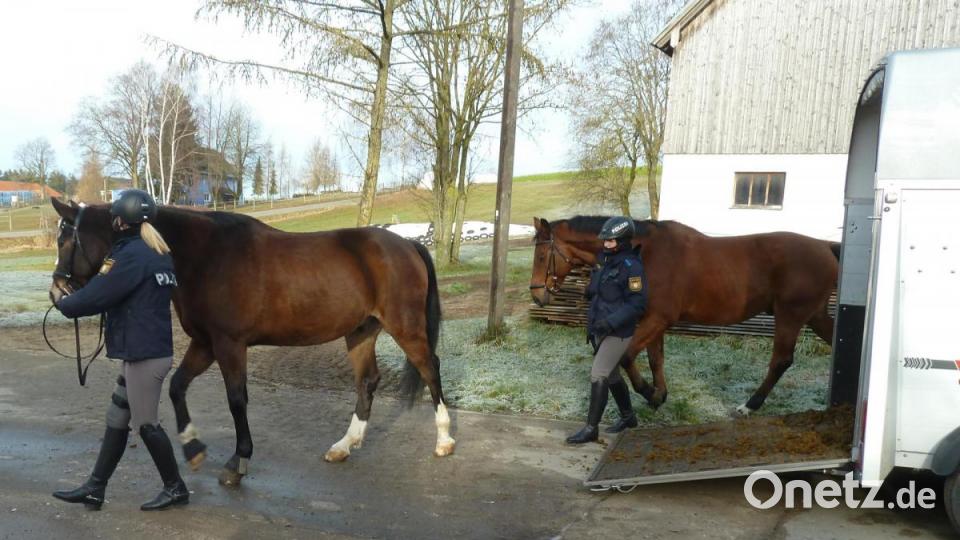 Die beiden Warmblüter sind seit einem Jahr im Dienst der Reiterstaffel in Nürnberg. Bild: Portner