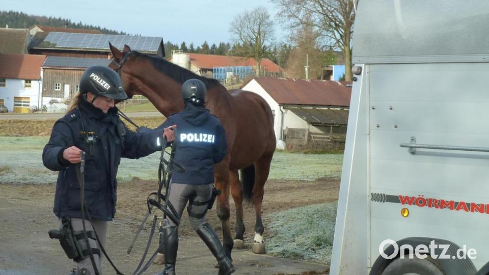 Zügel anlegen und satteln. Bild: Portner