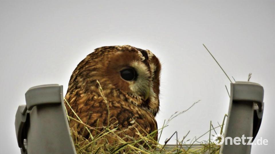Zuerst noch vorsichtig reckt Seppn sich in voller Größe auf. Bild: ubb