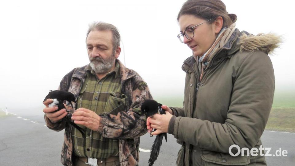 Nach dem Auswildern von Waldkauz Sepp werden die Elstern Pkw und Lkw in die Freiheit entlassen. Bild: ubb
