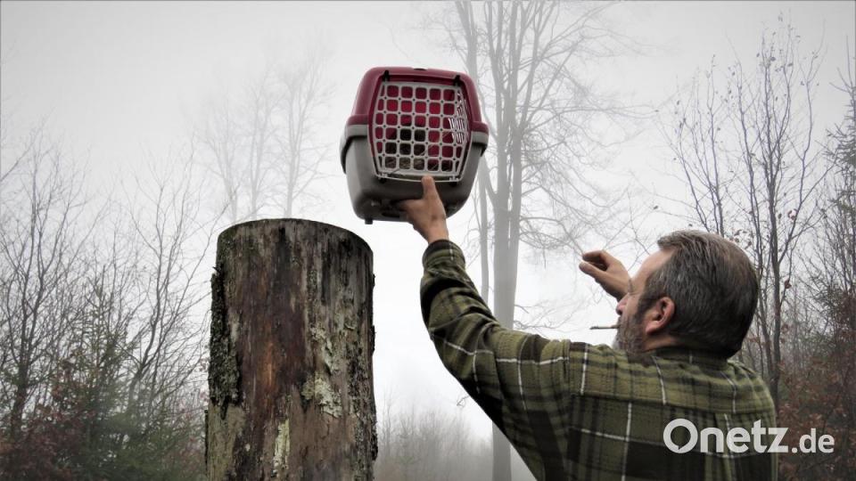 Die Kiste mit dem Waldkauz setzt der Tirschenreuther auf einen hohen Baumstumpf. Bild: ubb