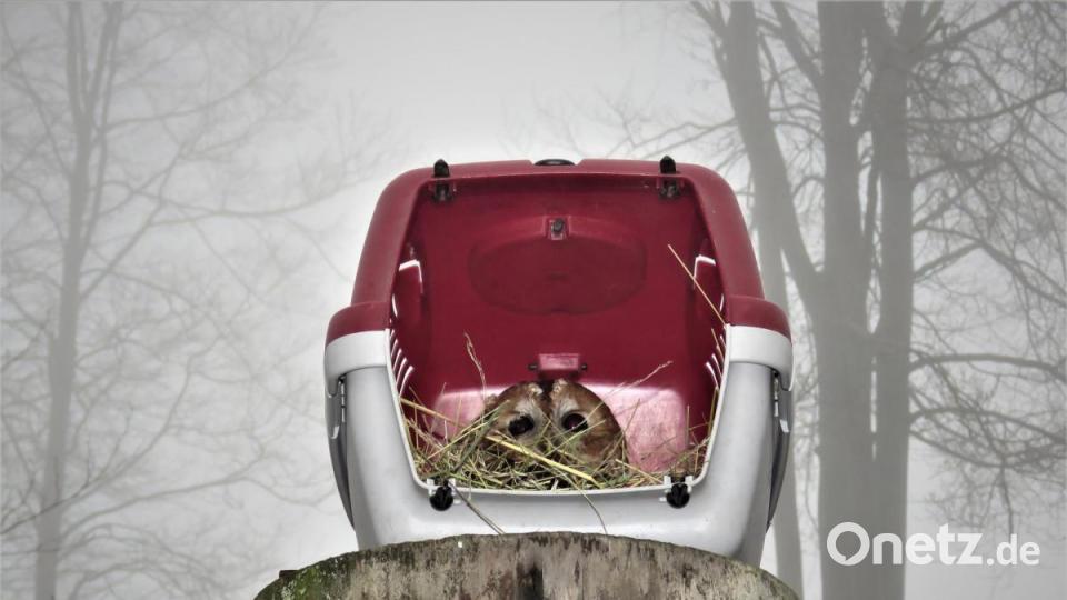 Sepp, der kleine Waldkauz, hat Angst vor der Freiheit. Er soll ausgewildert werden, mag aber nicht aus seiner Kiste raus. Was er wohl jetzt denkt? Bild: ubb