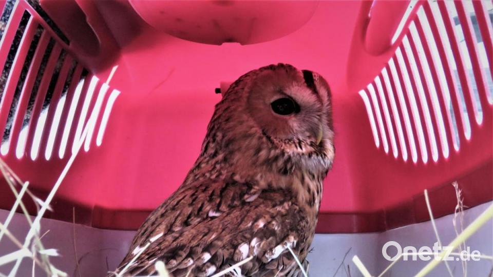 Jetzt geht's los. Sepp wird in die Tiertransportkiste gesetzt, die Dieter Brandl mit Stroh ausgekleidet hat. Bild: ubb