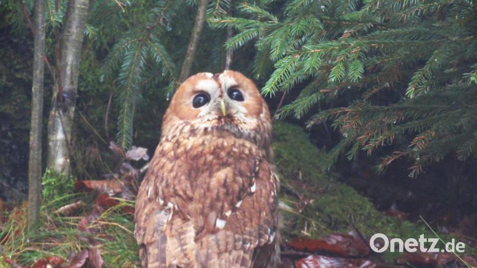 Waldkauz Sepp schaut sich neugierig um. Eigentlich, denkt er wahrscheinlich, ist es doch schön hier draußen im Wald, wo ich hingehöre. Bild: ubb