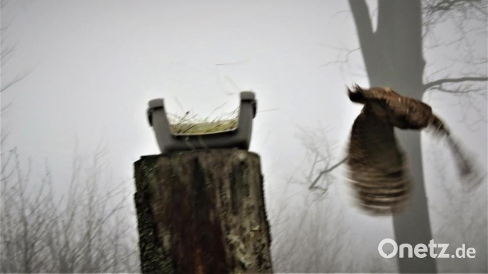 Es dauert rund eine Minute und Sepp fliegt in den Wald. Bild: ubb