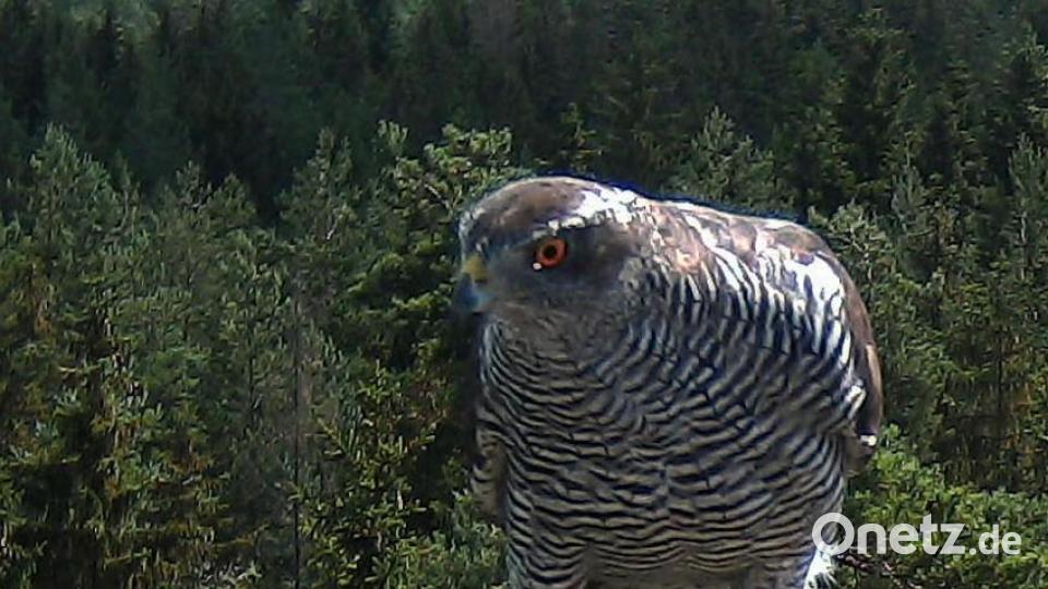 Ein Habichtweibchen ist durchaus gefährlich für die jungen Fischadler. Hat er einmal einen Horst mit Jungvögeln entdeckt, ist deren Schicksal besiegelt. Bild: exb