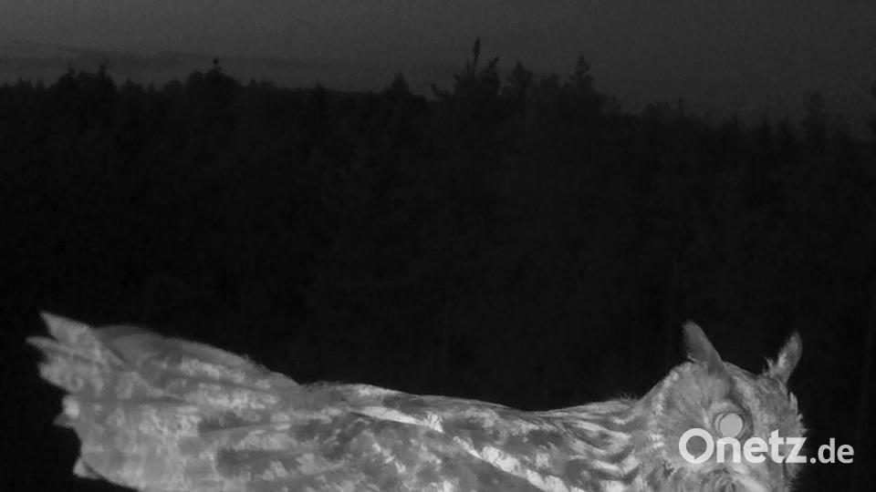 Der Uhu ist unsere grösste Eule. Der Nachtgreif ist ebenfalls eine Gefahr für junge Adler, die durchaus in sein Beuteschema passen. Bild: exb