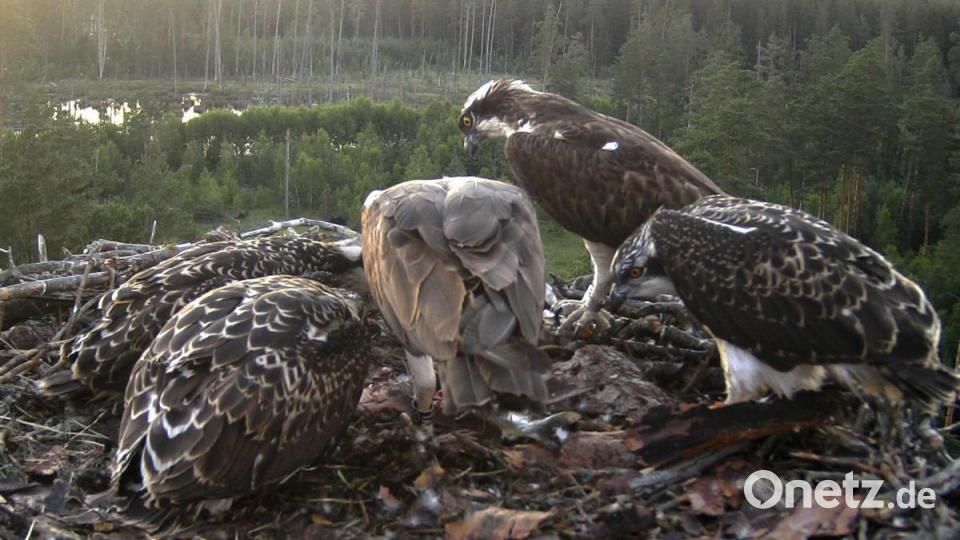 Eine Fischadlerfamilie mit drei fast flüggen Jungvögeln. Bild: exb