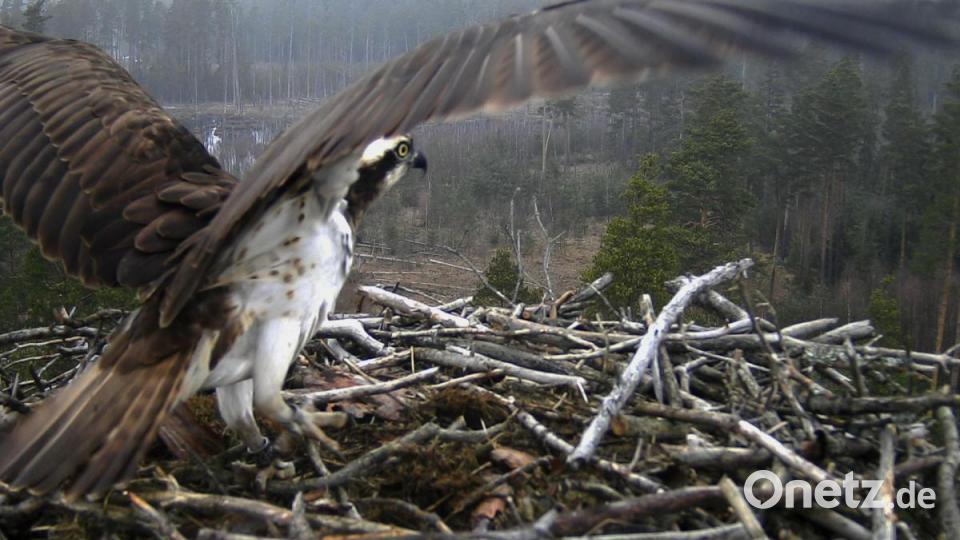 Erst mit ausgebreiteten Schwingen ist erkennbar, welch mächtige Vögel Fischadler sind. Von ihrem Horst in luftiger Höhe aus, haben sie ihr Revier hervorragend im Blick. Bild: exb