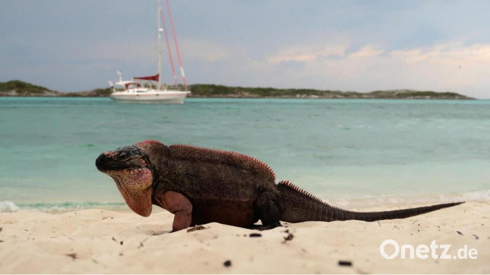 Leguan am Strand von Allan´s Cay auf den Bahamas. Bild: Lisa und Horst Mösbauer/exb