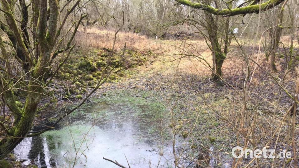 Die Dorfhüll von Pielenhofen - der kleine Dorfweiher. Bild: eik