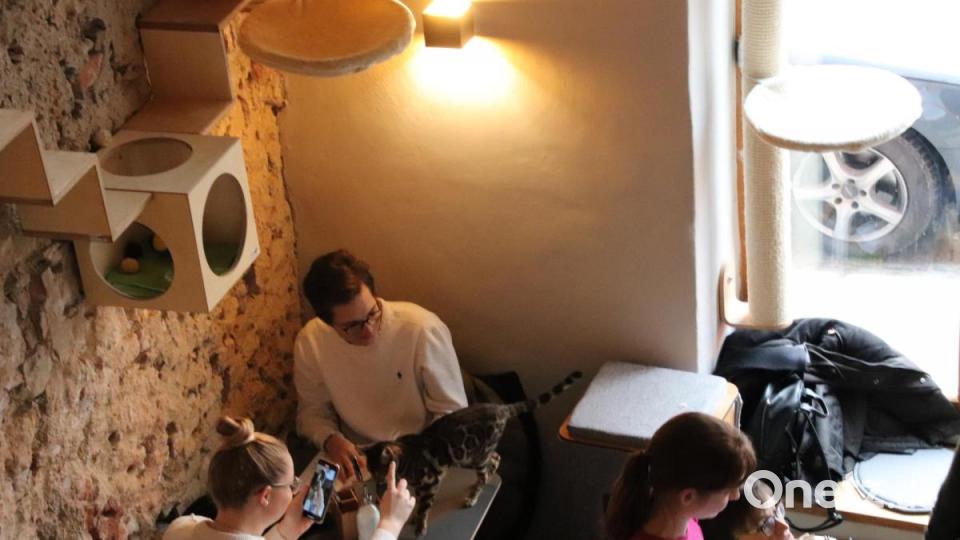 In Regensburg hat das erste Katzencafé eröffnet. Bild: urs