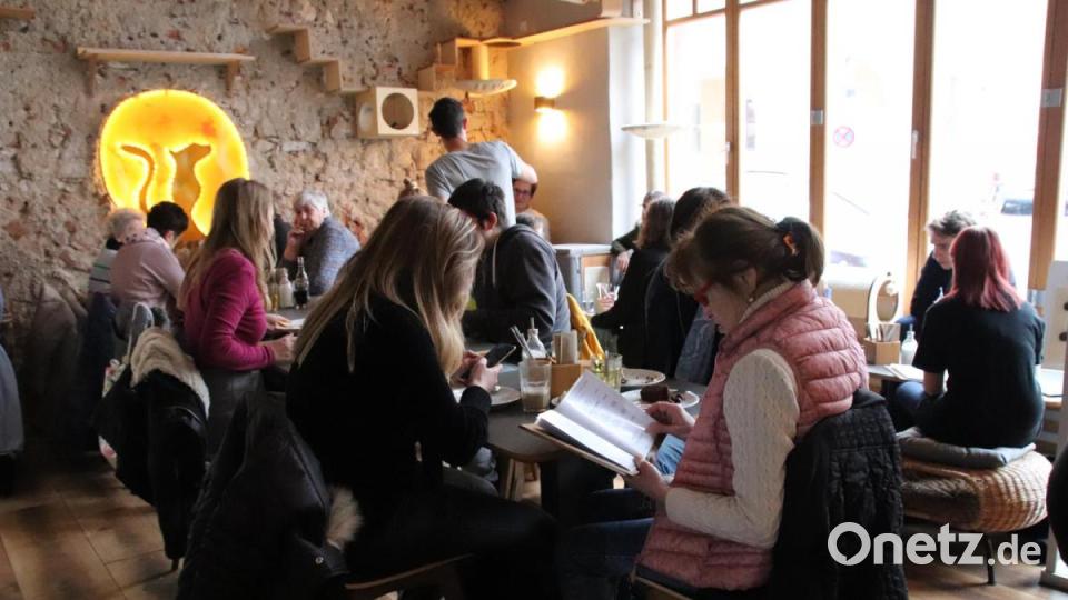 In Regensburg hat das erste Katzencafé eröffnet. Bild: urs