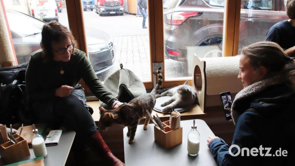 In Regensburg hat das erste Katzencafé eröffnet. Bild: urs