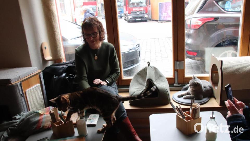 In Regensburg hat das erste Katzencafé eröffnet. Bild: urs