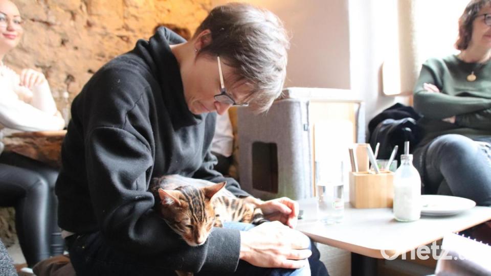 In Regensburg hat das erste Katzencafé eröffnet. Bild: urs