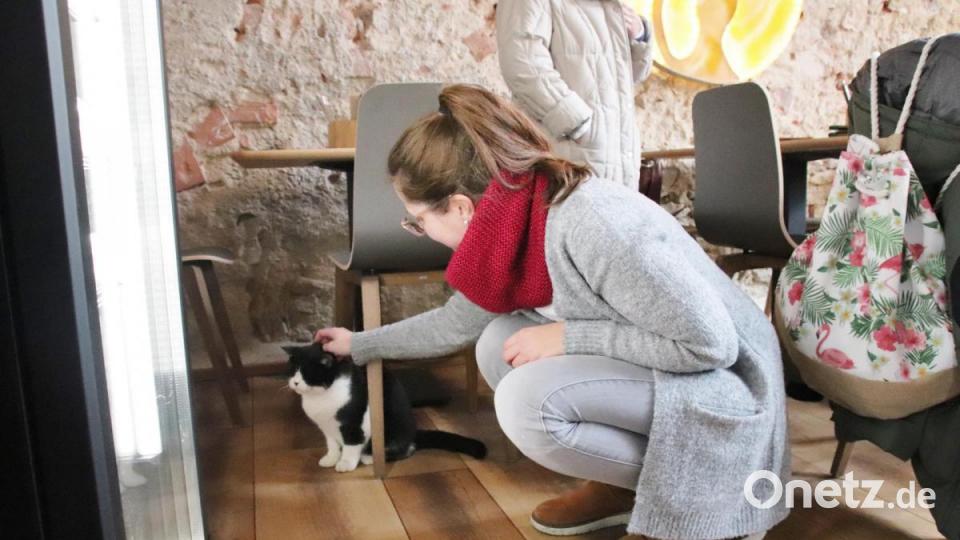In Regensburg hat das erste Katzencafé eröffnet. Bild: urs