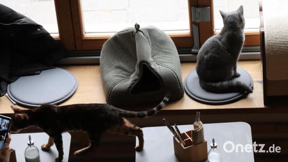 In Regensburg hat das erste Katzencafé eröffnet. Bild: urs