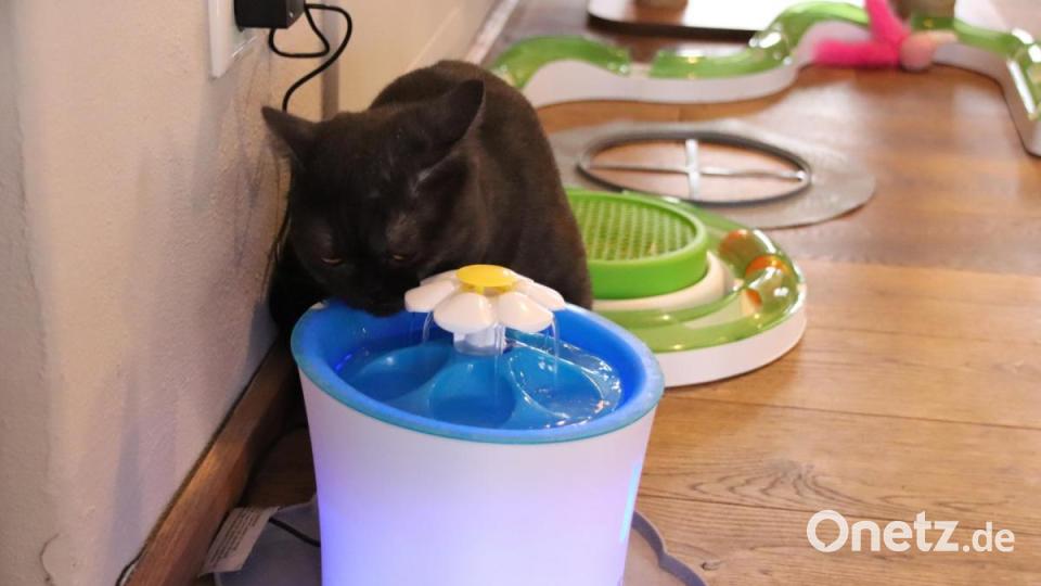 In Regensburg hat das erste Katzencafé eröffnet. Bild: urs