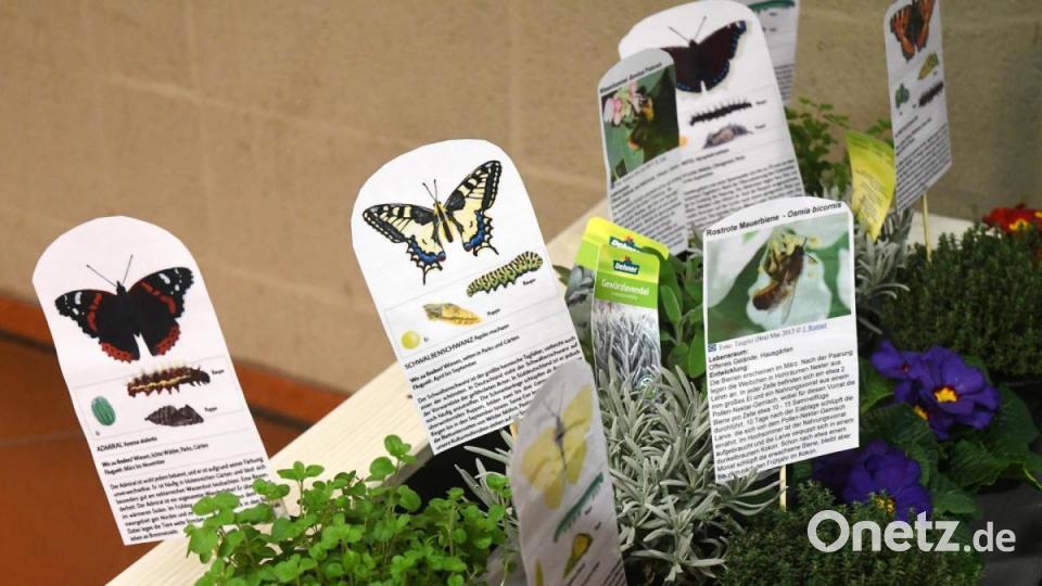 Welche Pflanze hilft welchem Insekt? Dieser Ansatz hilft denjenigen, die in Biologie ein Hochbeet planen. Bild: Gabi Schönberger