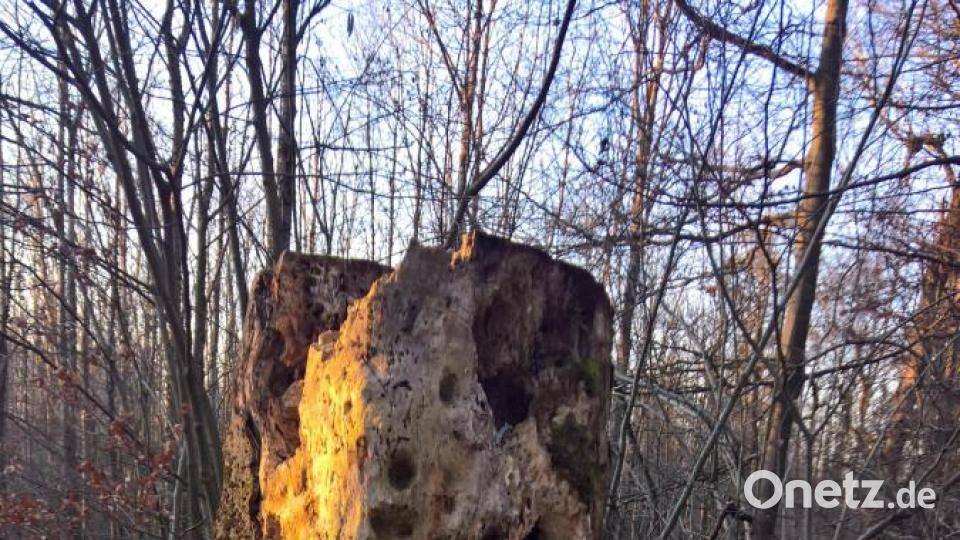 Der „Wespenbaum“, ein abgestorbener Baumstumpf, der von den Insekten nach und nach zerlegt wird. Bild: rpp