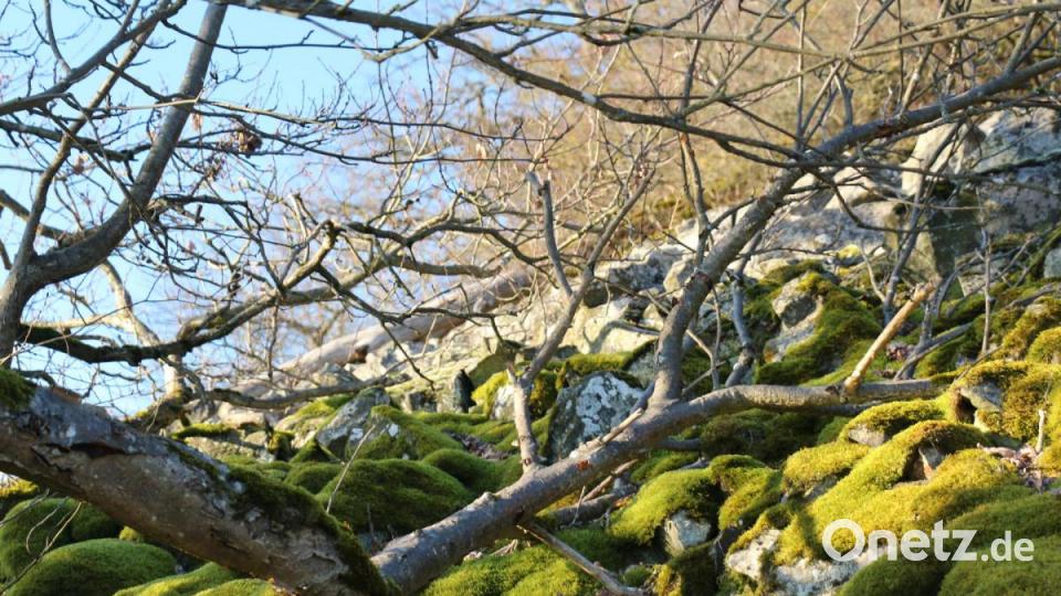 Wunderschöne Moosteppiche Bedecken an manchen Stellen die Steine im Geröllfeld. Bild: rpp