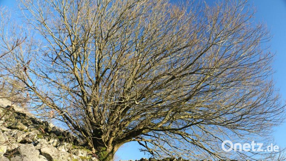 Auch ohne Laub sind die Bäume am Rauhen Kulm beeindruckend. Vielleicht gerade, weil man ohne Laub die Struktur des Baumes besser sieht und dadurch das Wunder erkennt, das die Natur hervorbringt. Bild: rpp