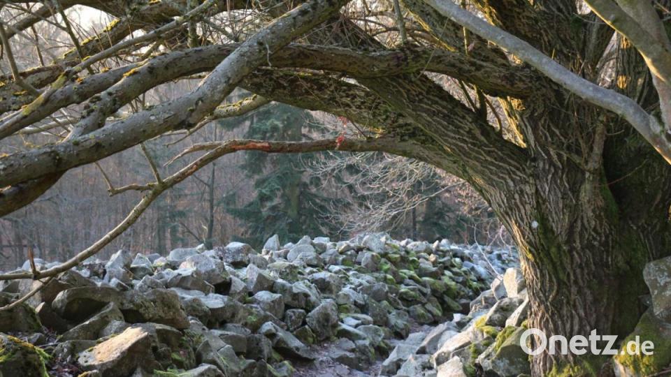Mit seiner beschützend übergreifenden &quot;Geste&quot; versetzt dieser Baum den Spaziergänger inmitten der Steinwälle scheinbar in die Hobbits-Welt. Bild: rpp