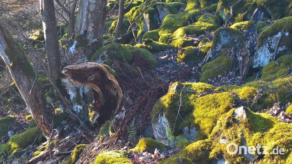 Totholz und frühes Leben im Kreislauf der Natur.
Gerade das Unvollkommene bietet oft den richtigen Kontrast. Bild: rpp