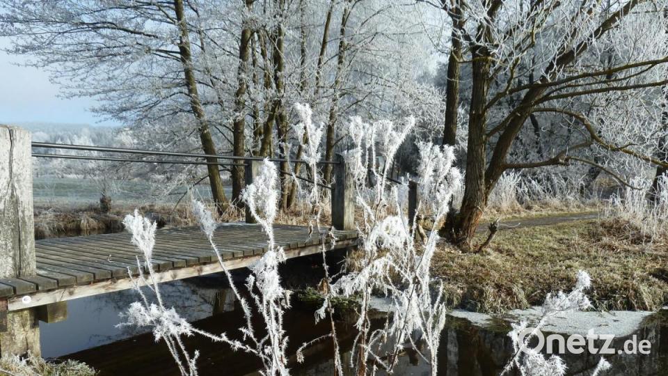 Raureif verzaubert die Gräser im Biotop bei der Brücke. Bild: Portner