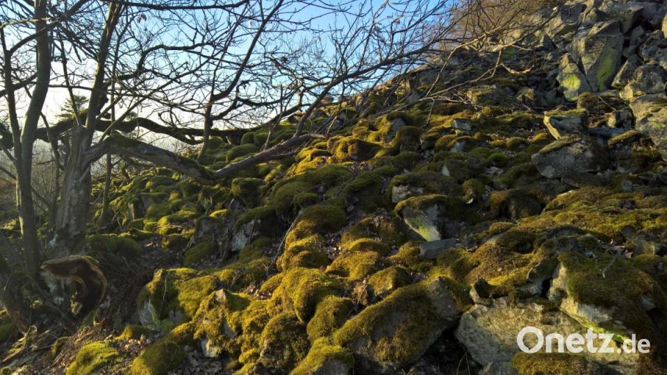 Die bemoosten Seine wirken in der noch niedrig stehenden Januarsonne mit dem weichen Licht besonders schön. Bild: rpp