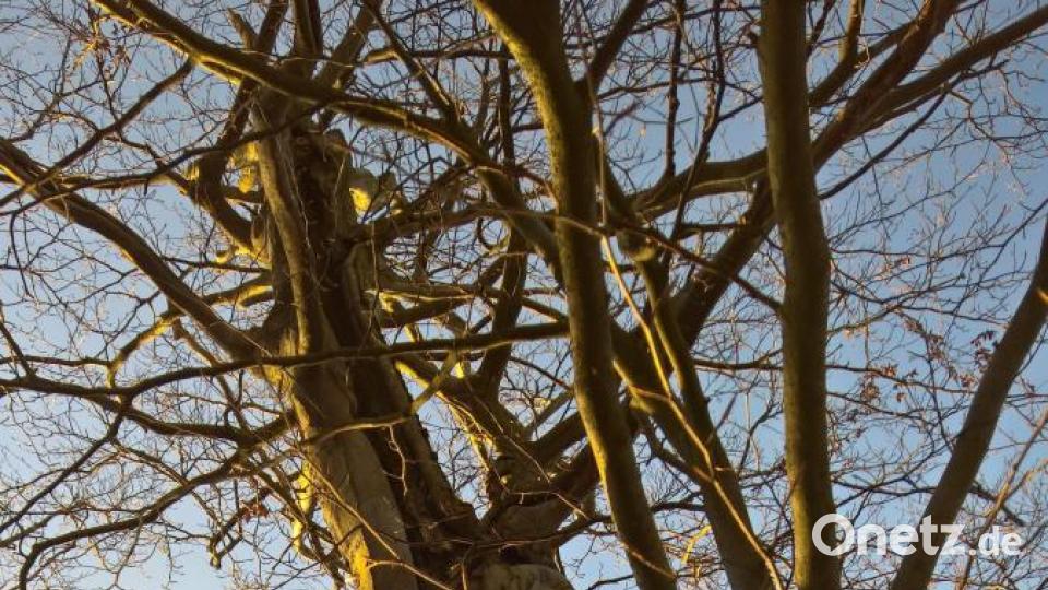 Dieser Baum wurde von oben bis unten vom Blitz gespalten. Bild: rpp