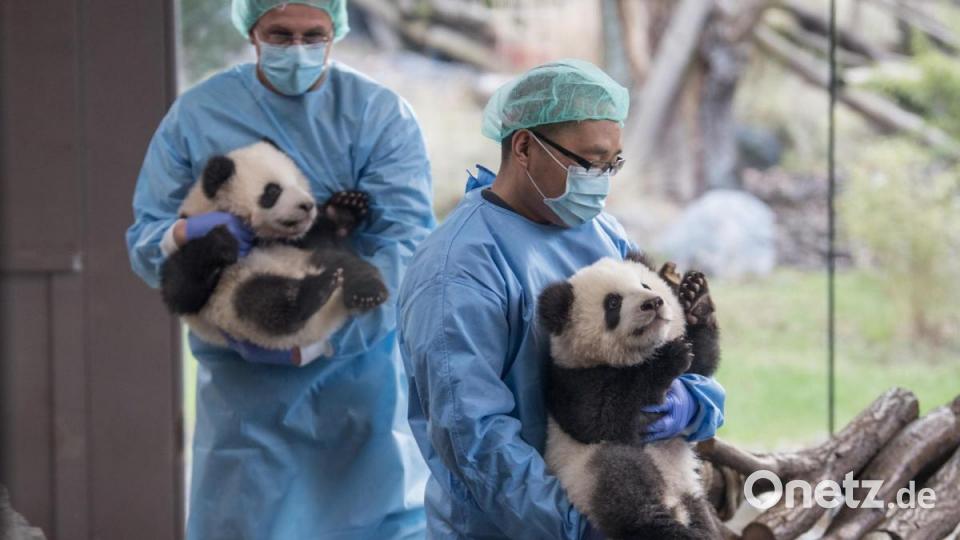 Paule (l) und Pit werden erstmals zu einem Ausflug in ihr Gehege gelassen. Foto: Jörg Carstensen/dpa Bild: Jörg Carstensen