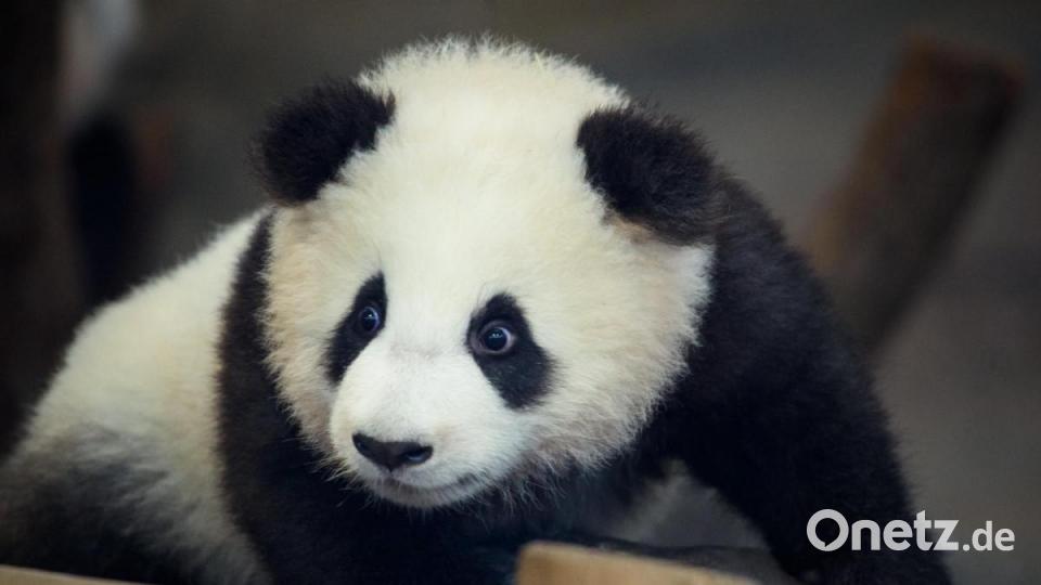 Hier gibt es so viel zu entdecken. Foto: Gregor Fischer/dpa Bild: Gregor Fischer