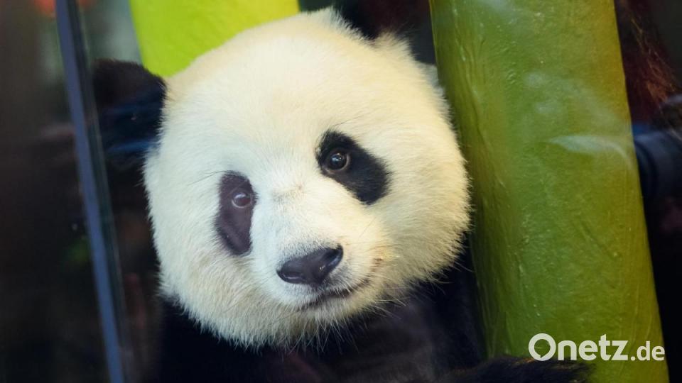 Panda-Mutter Meng Meng passt auf ihre Kleinen gut auf. Foto: Gregor Fischer/dpa Bild: Gregor Fischer