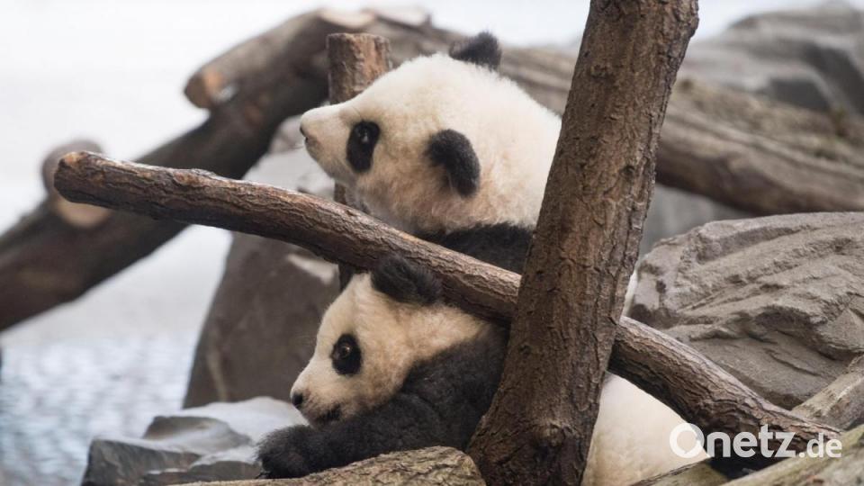 Pit und Paule erkunden das Terrain. Foto: Jörg Carstensen/dpa Bild: Jörg Carstensen