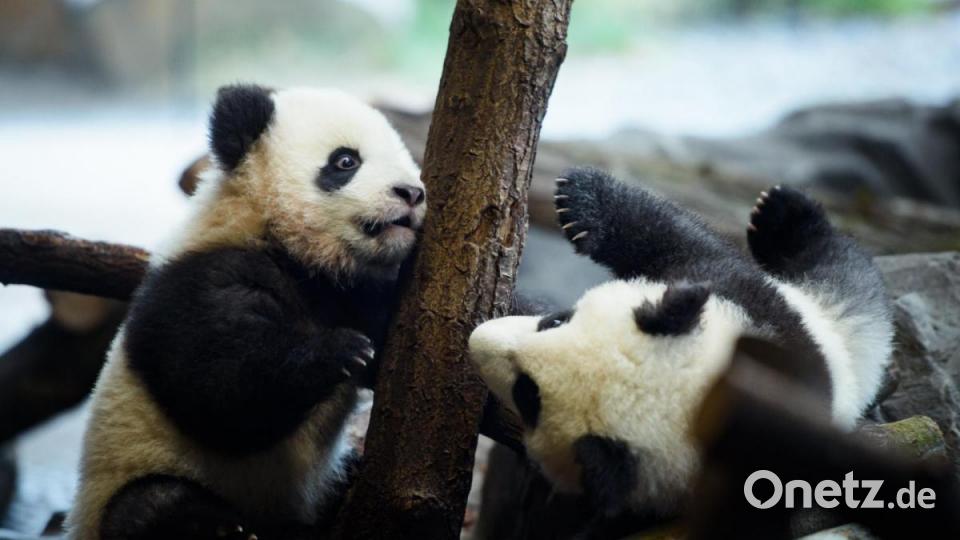 Erster Ausflug der Panda-Zwillinge Meng Xiang (l, Pit) und Meng Yuan (Paule). Foto: Gregor Fischer/dpa Bild: Gregor Fischer