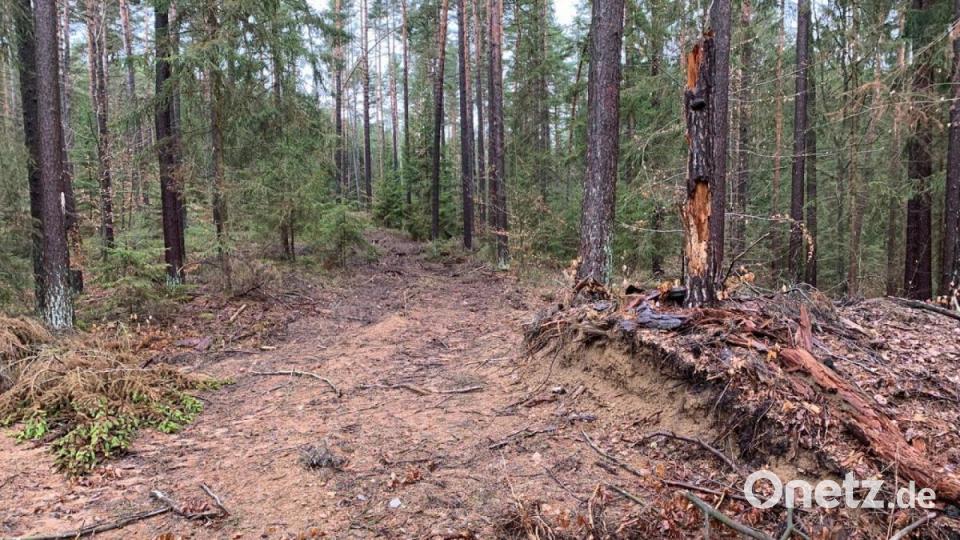 Der Burgwall (rechts unterhalb des geschälten Baumes) ist teilweise nur noch etwa einen Meter hoch. Bild: dmra