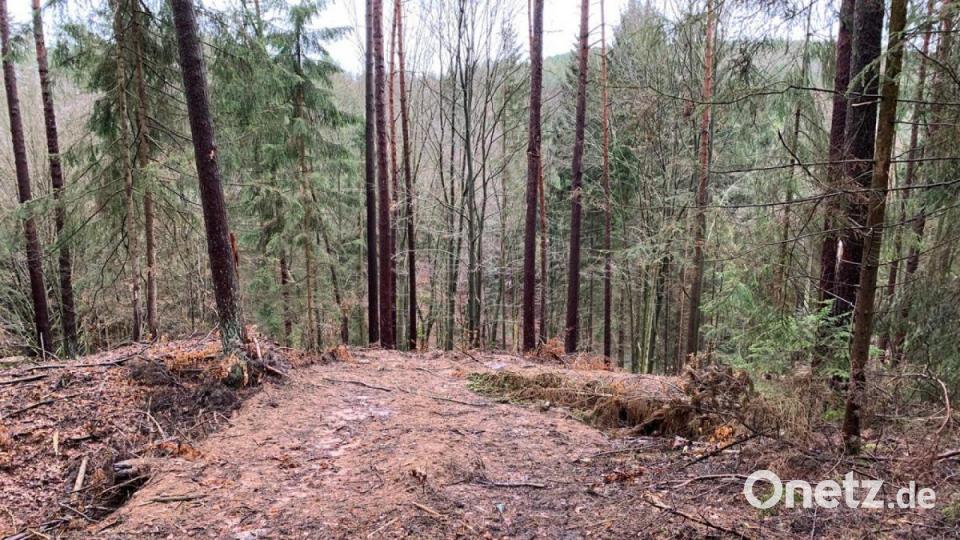 Der Wall um die Burganlage ist schwer beschädigt. Teilweise ist der Wall abgetragen, der Graben verfüllt. Bild: dmra