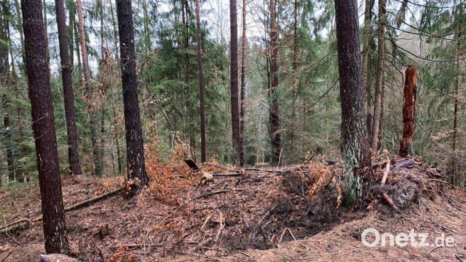 Der Wall um die Burganlage ist schwer beschädigt. Teilweise ist der Wall abgetragen, der Graben verfüllt. Bild: dmra