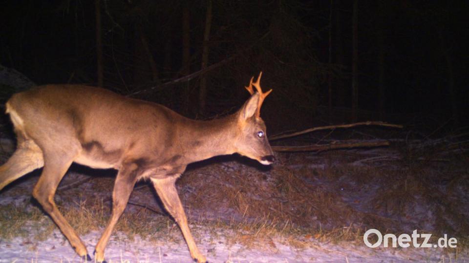 Natürlich sind auch Rehe im Wald unterwegs. Bild: Wildkamera