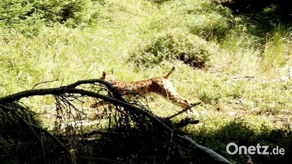Ein Luchs verschwindet hinter einem Ast. Bild: Wildkamera