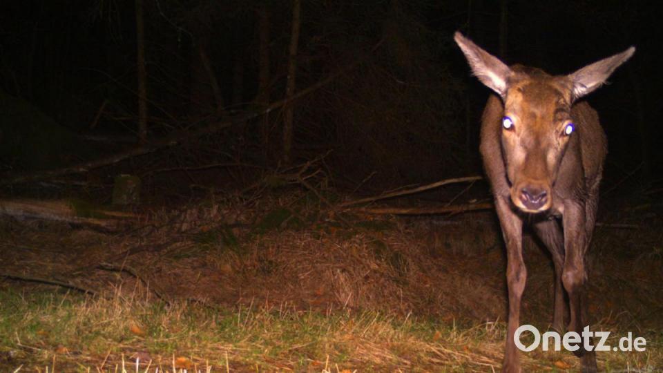 Diese Hirschkuh interessiert sich für die Wildkamera. Bild: Wildkamera