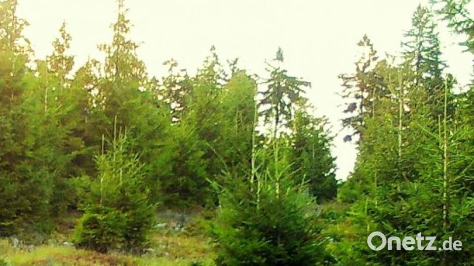 Foto aus der Wildkamera im Steinwald Bild: Wildkamera