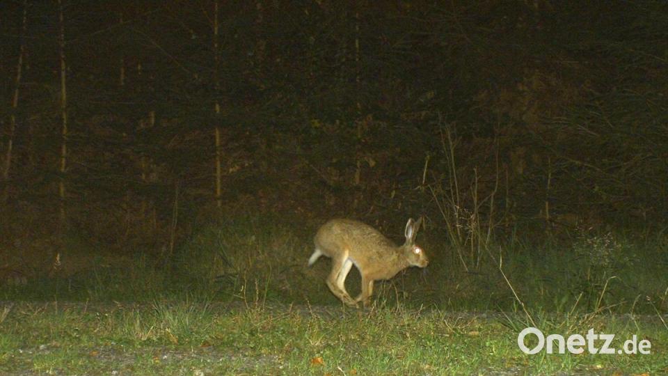 Hier kommt ein Hase daher. Bild: Wildkamera